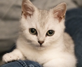 超萌宠物小猫咪图片